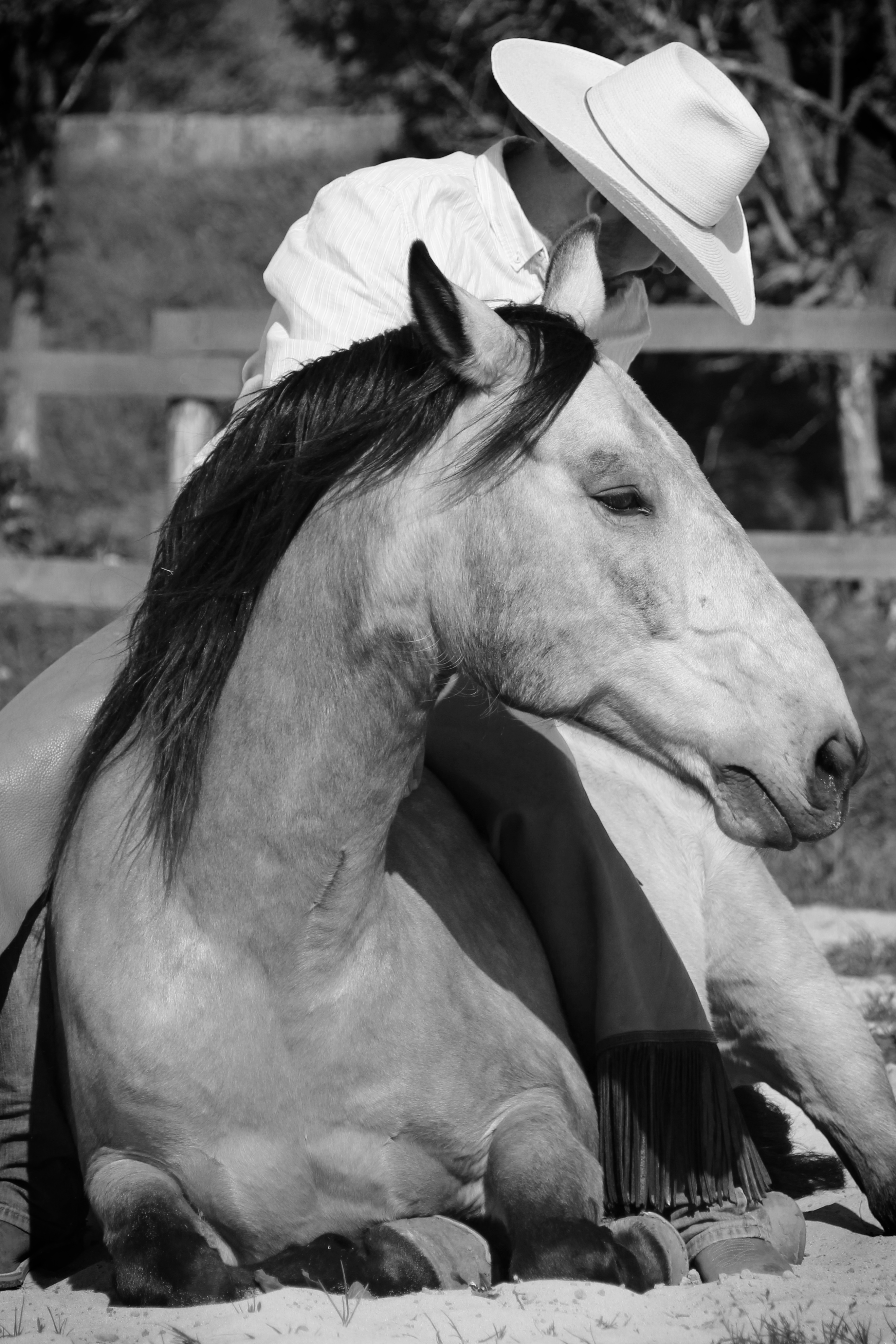 Mišo a Mango - 370bw