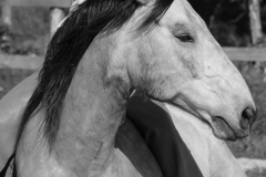 Mišo a Mango - 370bw